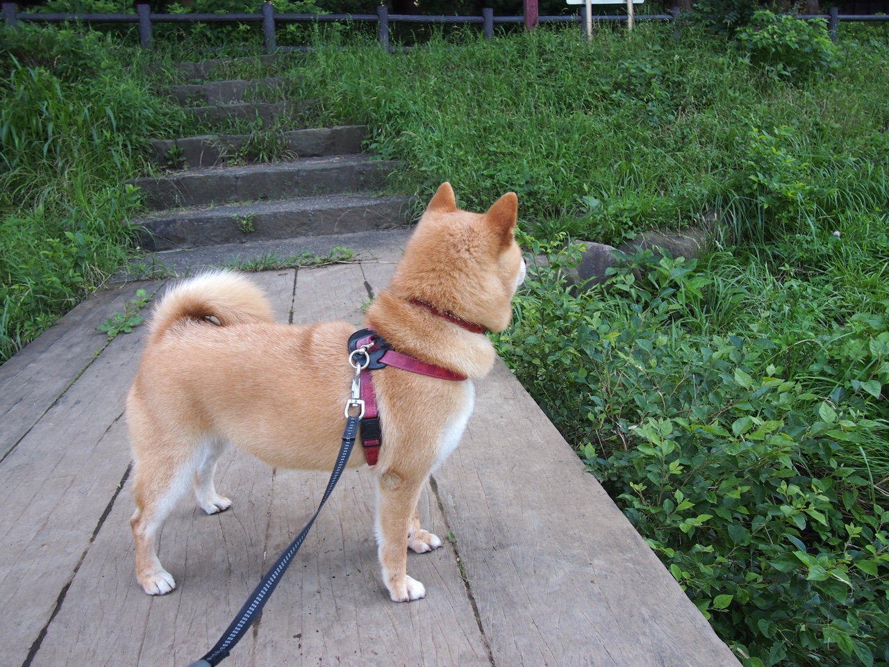 美加墨世界杯焦点战，北京队战术革新，完胜火箭引全球瞩目